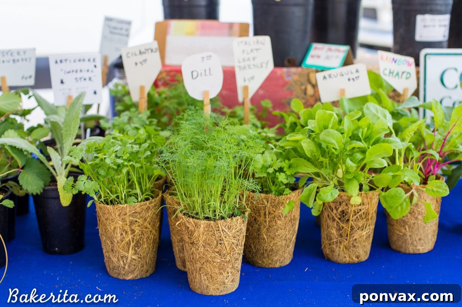Santa Barbara RV Adventure with a Refreshing Peach Tomato Salad 21 Beautifully displayed organic vegetables at Santa Barbara's local market, emphasizing freshness and quality.