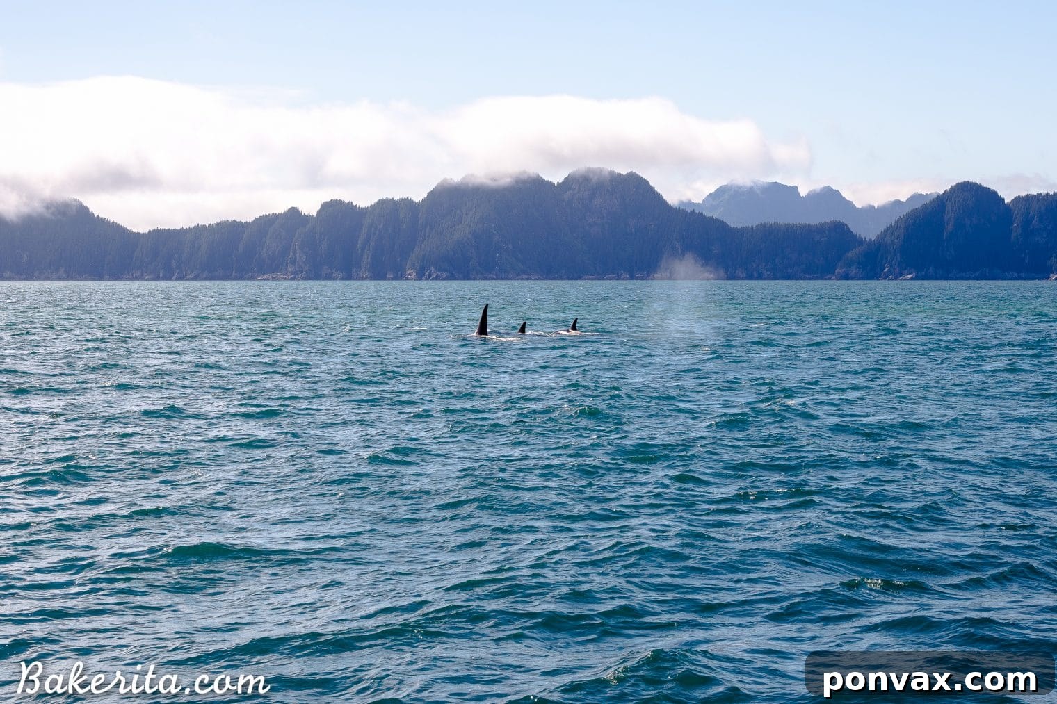 Orcas swimming gracefully in the waters of Alaska, close to the cruise ship