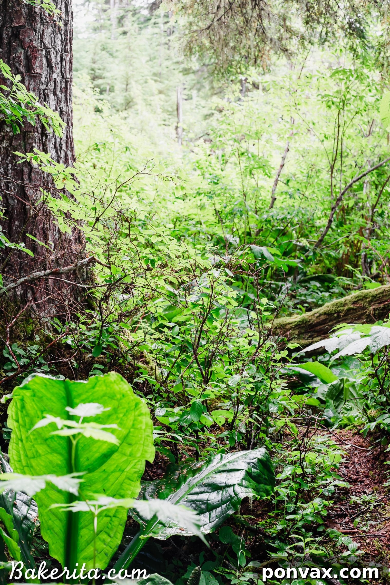 Alaskan landscape featuring a waterfall cascading down a rocky cliff into the sea