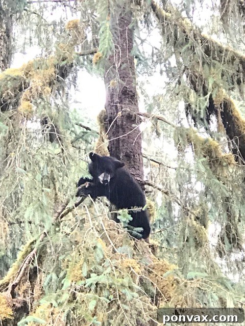 A charming small town in Alaska with colorful buildings along the waterfront